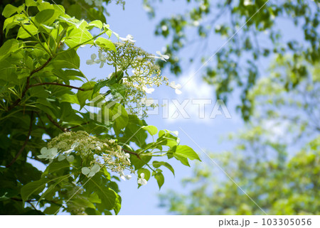 タイワンツルアジサイの花と青空 103305056