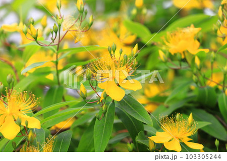 満開の美容柳（ビヨウヤナギ） 103305244