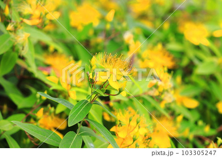 満開の美容柳(ビヨウヤナギ) 満開の美容柳(ビヨウヤナギ) 103305247