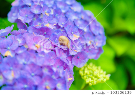 庭先の紫陽花とカタツムリ 庭先の紫陽花とカタツムリ 103306139