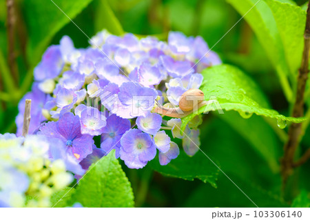 庭先の紫陽花とカタツムリ 庭先の紫陽花とカタツムリ 103306140