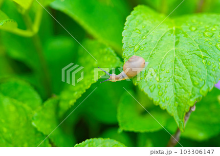 庭先の紫陽花とカタツムリ 103306147