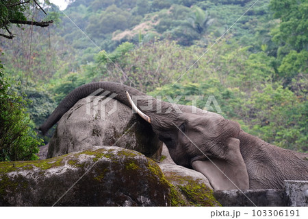 アフリカゾウ アフリカ象 アイボリー 103306191