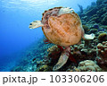 ウミガメ 103306206