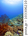 サンゴとウミガメ 103306210
