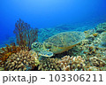 サンゴとウミガメ 103306211