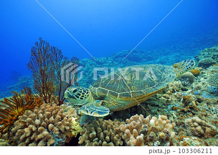サンゴとウミガメ サンゴとウミガメ 103306211