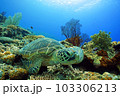サンゴとウミガメ 103306213