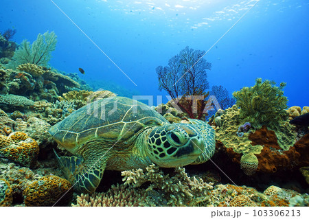 サンゴとウミガメ 103306213