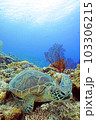 サンゴとウミガメ 103306215