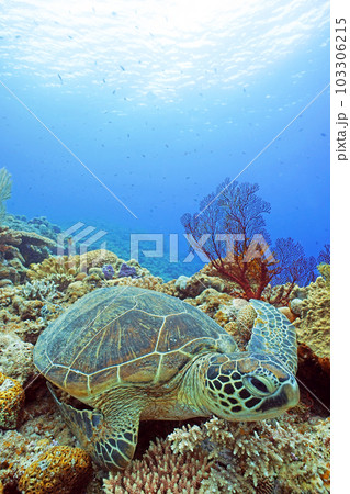 サンゴとウミガメ サンゴとウミガメ 103306215