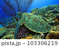 サンゴとウミガメ 103306219