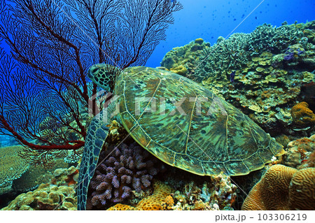 サンゴとウミガメ サンゴとウミガメ 103306219
