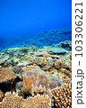 サンゴとウミガメ 103306221