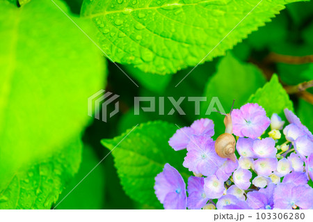 庭先の紫陽花とカタツムリ 庭先の紫陽花とカタツムリ 103306280