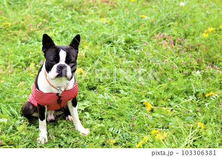 春の野原に座って見つめる赤いボーダーシャツのボストンテリア♡マイティくん 103306381