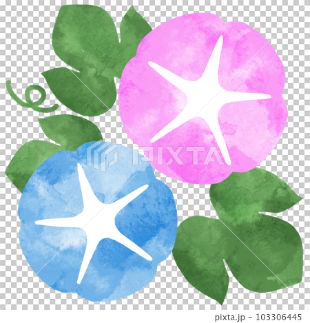 Morning glory watercolor illustration 103306445