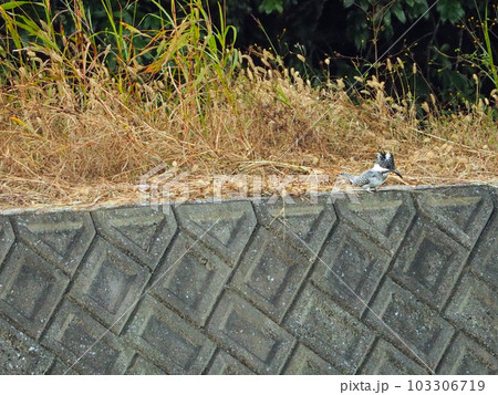カワセミ科の大型の野鳥水辺で捕食するヤマセミ カワセミ科の大型の野鳥水辺で捕食するヤマセミ 103306719