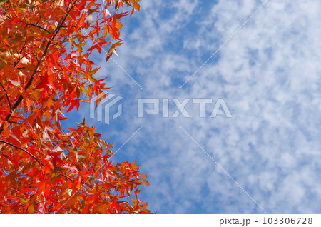 紅葉が美しい落葉高木の景観樹モミジバフウ 103306728