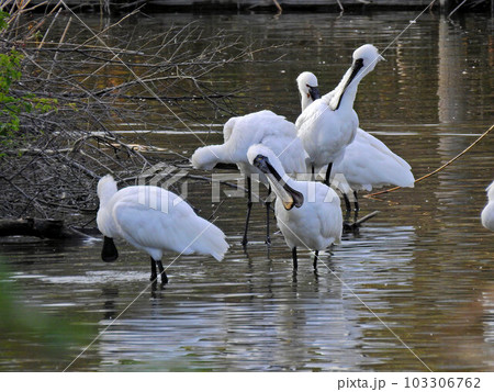 水辺で休む冬鳥クロツラヘラサギとヘラサギの群れ 103306762