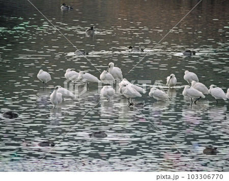 水辺で休む冬鳥クロツラヘラサギとヘラサギの群れ 103306770