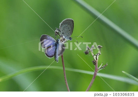 生き物　昆虫　ホリイコシジミ、オスとメス。翅裏の模様は同じ、翅表が縁取り付きの紫青色がオス 103306835