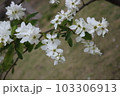 サンザシ 103306913