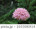 サンタンカ 103306914