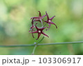 カモメヅル 103306917