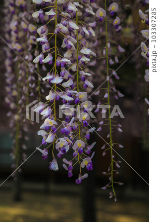 武蔵寺・長者の藤 103307285