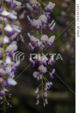 武蔵寺・長者の藤 103307287