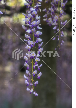 武蔵寺・長者の藤 103307296