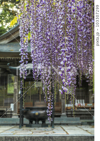 武蔵寺・長者の藤 武蔵寺・長者の藤 103307299