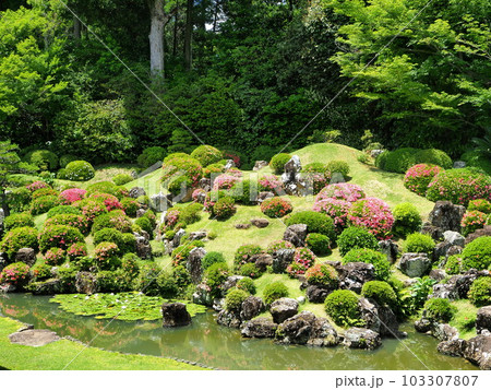 静岡県　遠州の古刹　龍潭寺　サツキ咲く5月 103307807