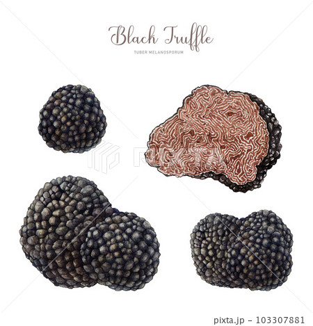 Truffle mushroom painted set. Watercolor illustration. Hand drawn whole and half cut tuber melanosporum fungus. Hand painted truffle. Expensive tasty mushroom element. White background 103307881