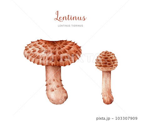 Lentinus tigrinus mushroom image set. Watercolor painted illustration. Fresh natural medicinal mushroom element. Isolated on white background 103307909