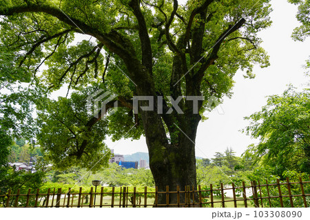 松山・道後温泉近くの新緑の道後公園 松山・道後温泉近くの新緑の道後公園 103308090