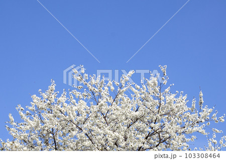 White cherry flowers on a branch against a blue sky. Copyspace. Selective focus. 103308464