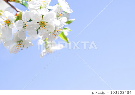White cherry flowers on a branch against a blue sky. White cherry flowers on a branch against a blue sky. 103308484