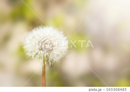 One white dandelion close-up on a blurred background. Selective focus. Copy space. One white dandelion close-up on a blurred background. Selective focus. Copy space. 103308485