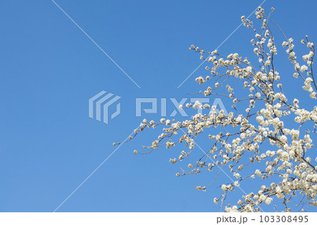 White cherry flowers on a branch against a blue sky. Copyspace. Selective focus. 103308495