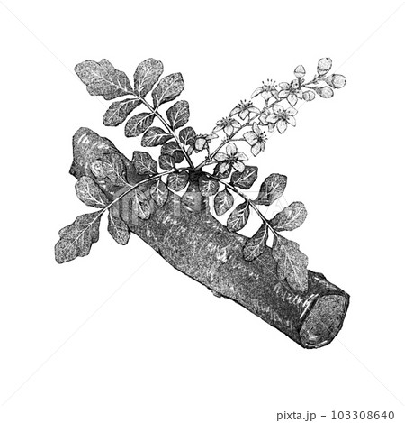 フランキンセンスの枝と花(単品)/モノクロ フランキンセンスの枝と花(単品)/モノクロ 103308640