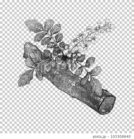 フランキンセンスの枝と花(単品)/モノクロ フランキンセンスの枝と花(単品)/モノクロ 103308640