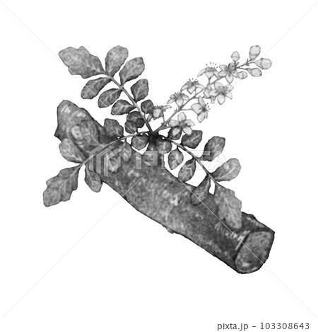 フランキンセンスの枝と花(単品)/水墨画風 フランキンセンスの枝と花(単品)/水墨画風 103308643
