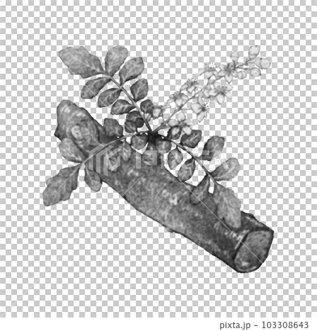 フランキンセンスの枝と花(単品)/水墨画風 フランキンセンスの枝と花(単品)/水墨画風 103308643