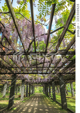 舞鶴公園の藤 103308928