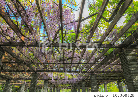 舞鶴公園の藤 103308929