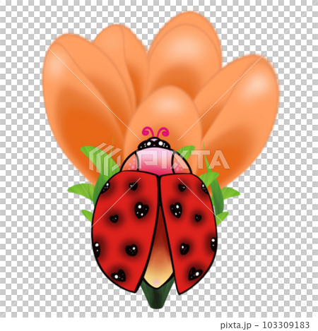 Ladybug on yellow flower Ladybug on yellow flower 103309183