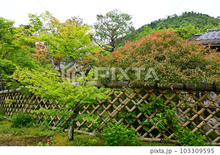 光悦寺　光悦垣 103309595
