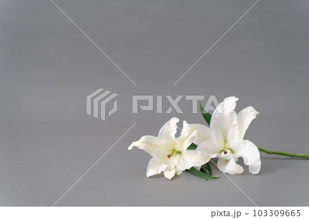 百合の花　グレーバック　背景素材 103309665
